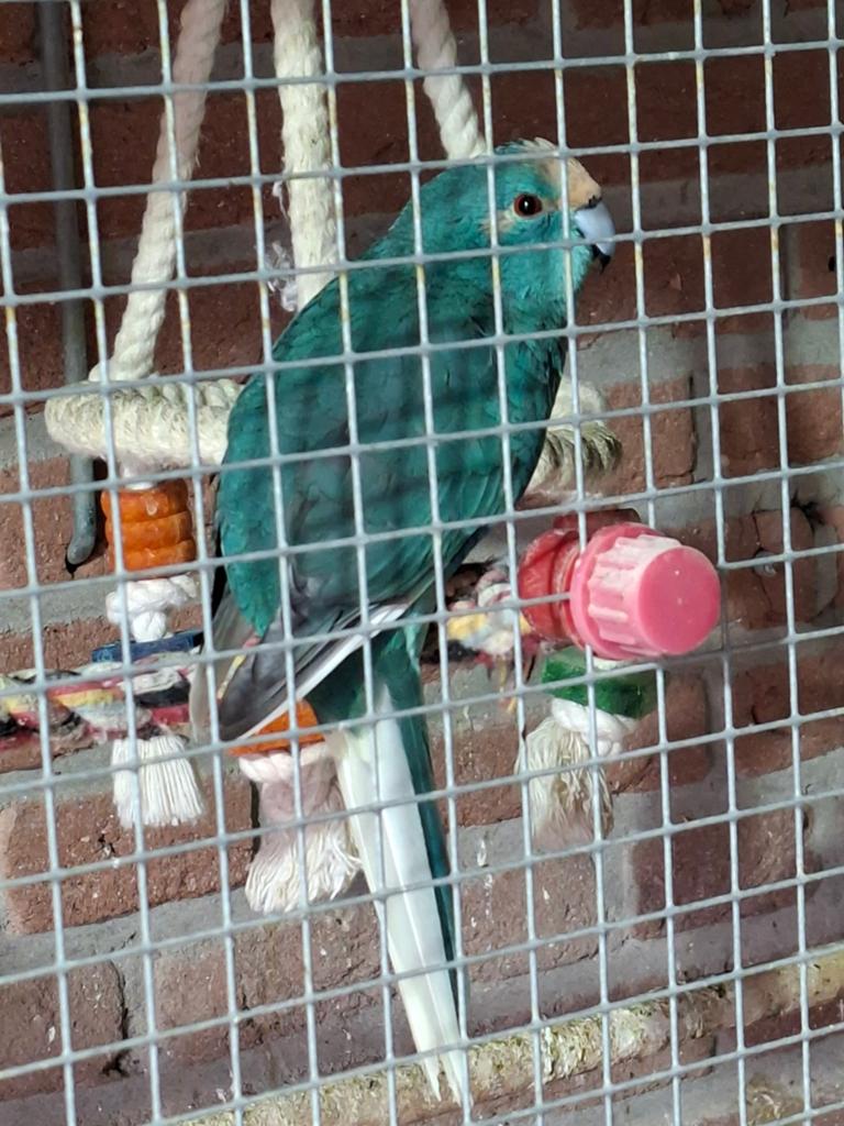 Kakarikies, Meerdere dieren, Parkiet