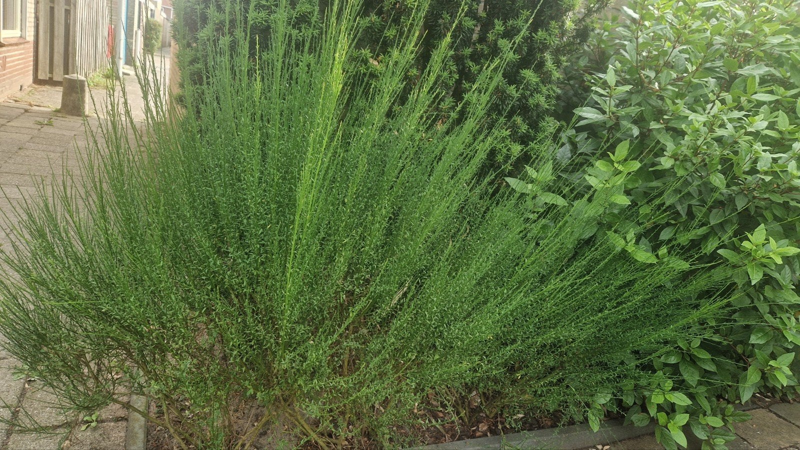 Brem, Tuin en Terras, Ophalen, Overige soorten, Volle zon