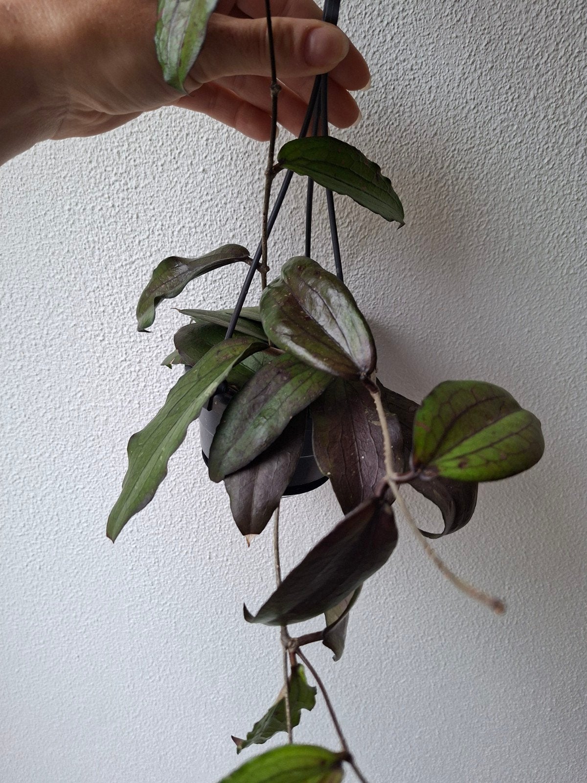 Hoya erythrina, Ophalen of Verzenden, Halfschaduw, Minder dan 100 cm