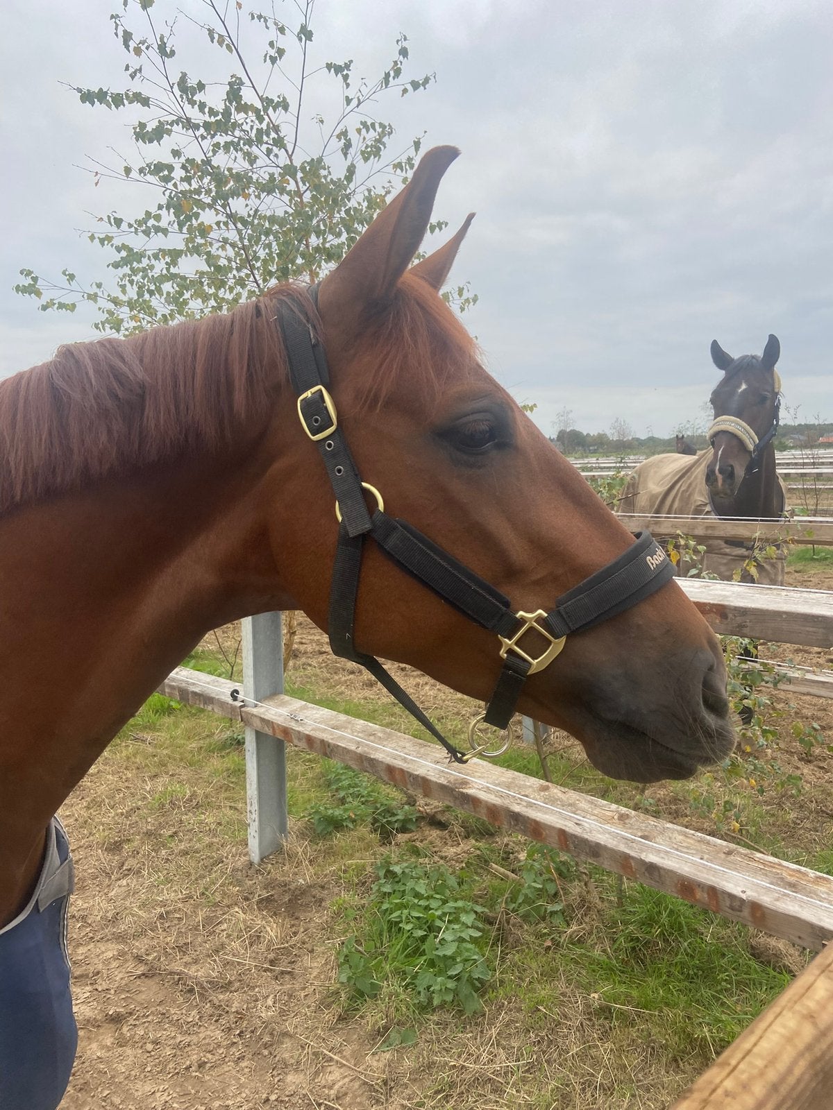 Stalling gezocht omgeving Uden, Stalling, 1 paard of pony
