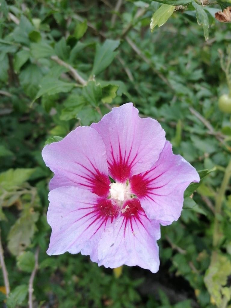 Struik Hibiscus jonkies., Ophalen, Overige soorten, 100 tot 250 cm