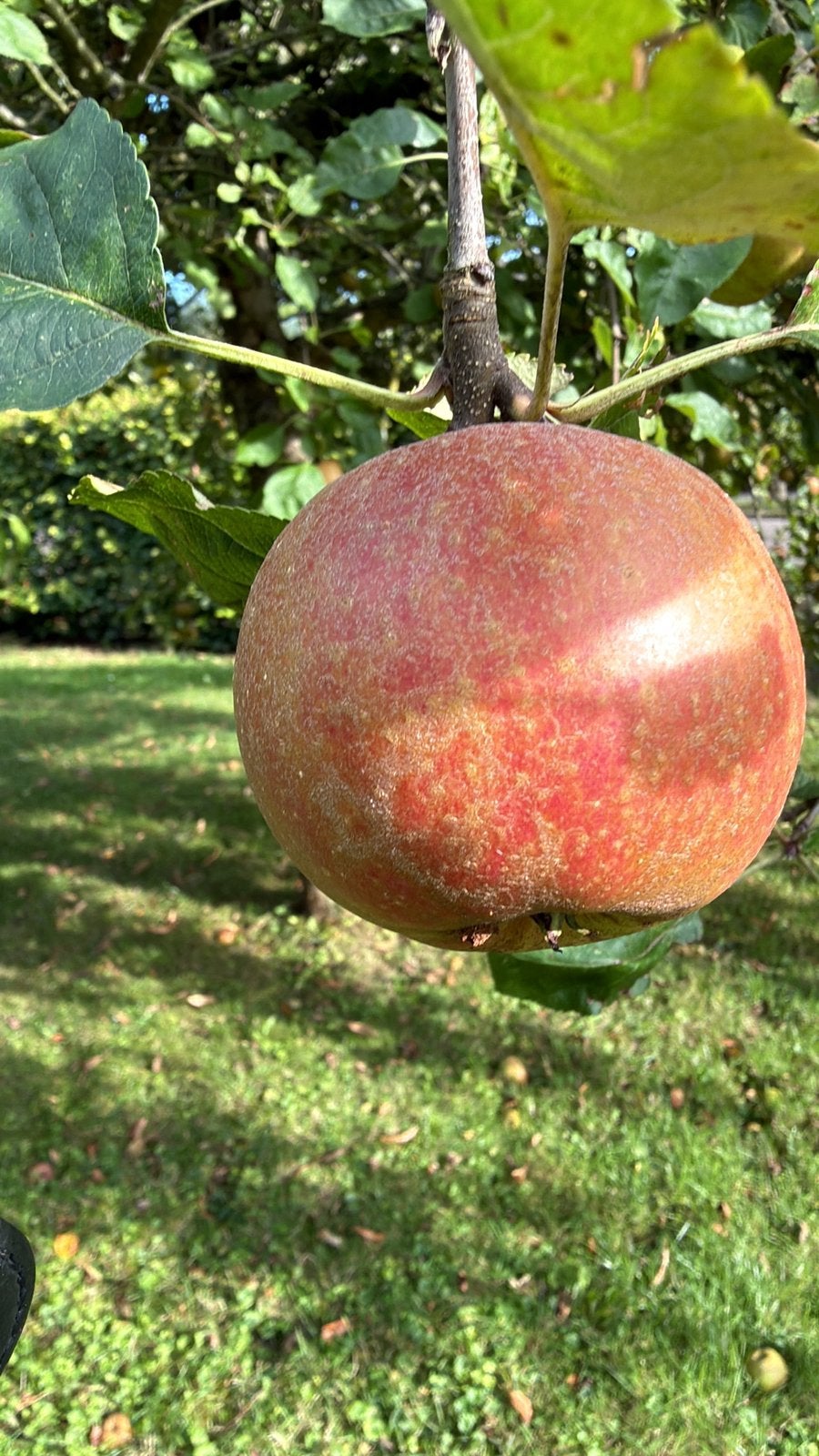 Onbespoten Goudreinetten en Sterappels te koop!, Diversen, Levensmiddelen, Ophalen