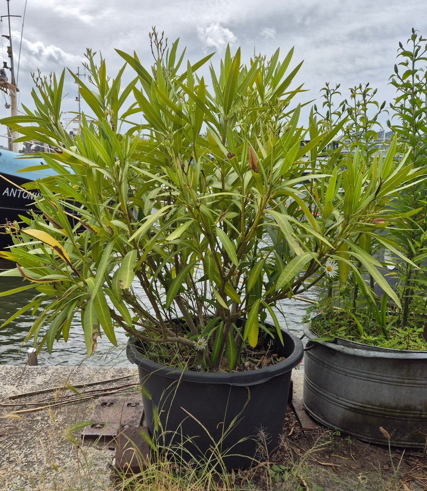 Grote Oleander in zwarte ronde plastic kuip, Volle zon, Vaste plant, Zomer, Ophalen