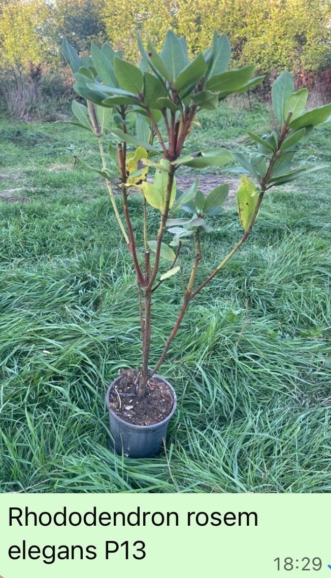 Rhododendron planten P13 - Diverse soorten, Tuin en Terras, Vaste plant, Halfschaduw, Lente, Ophalen