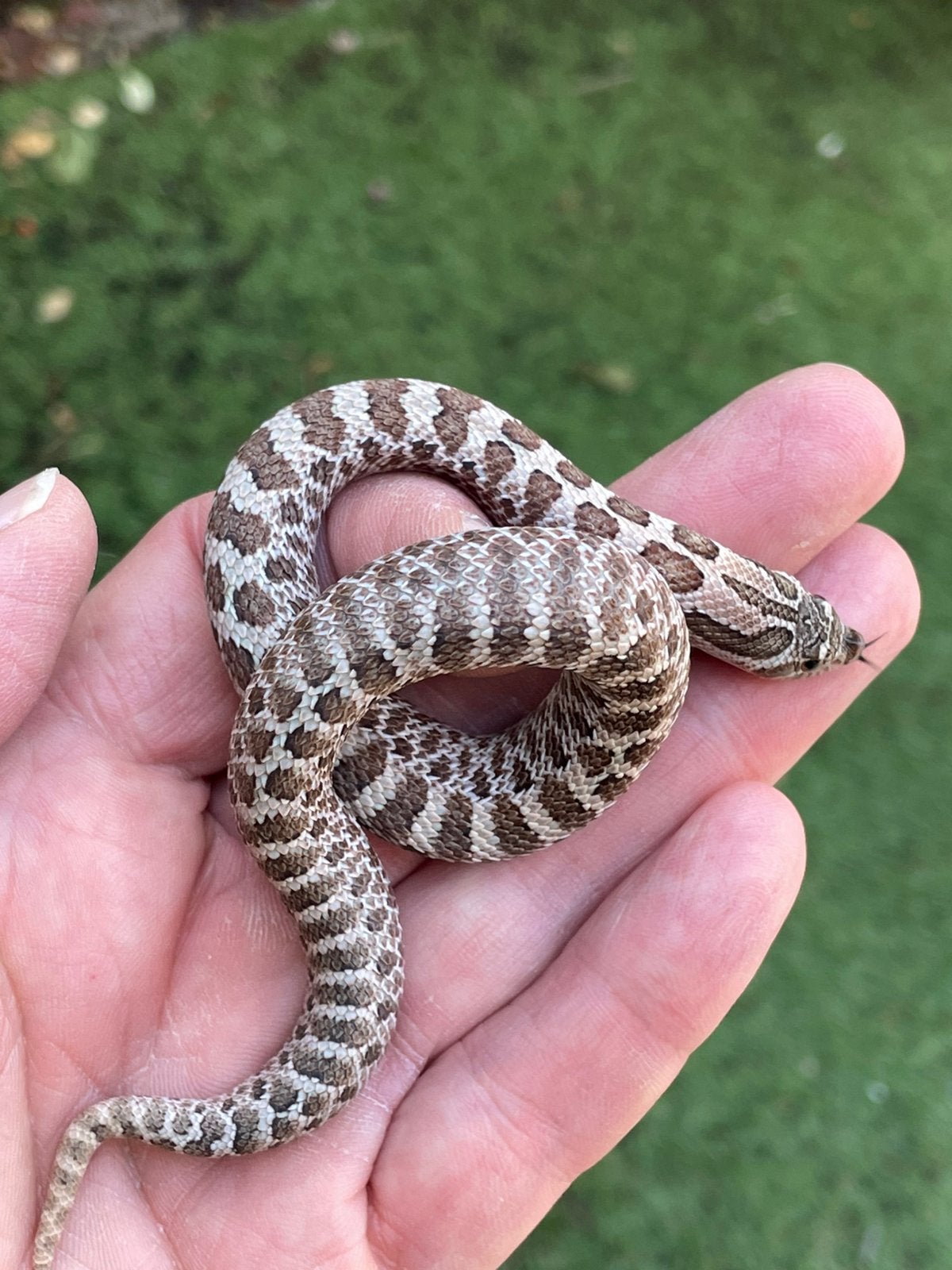 0.1 Heterodon nasicus ARCTIC SABLE het Albino Hognose Snake photo 2