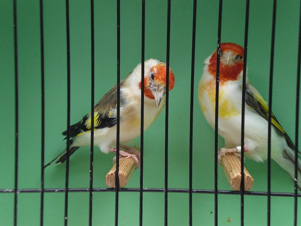 witkopbruine putters, Meerdere dieren, Wildzangvogel, Geringd
