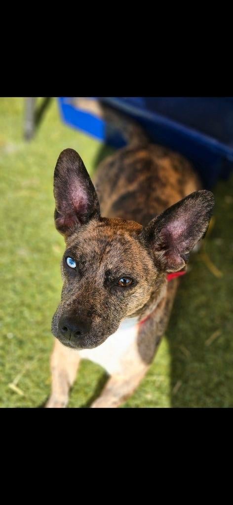 Jackrussel pups laagbenige Merle Brindle blauw ogen, Dieren en Toebehoren, Honden | Jack Russells en Terriërs, Meerdere dieren