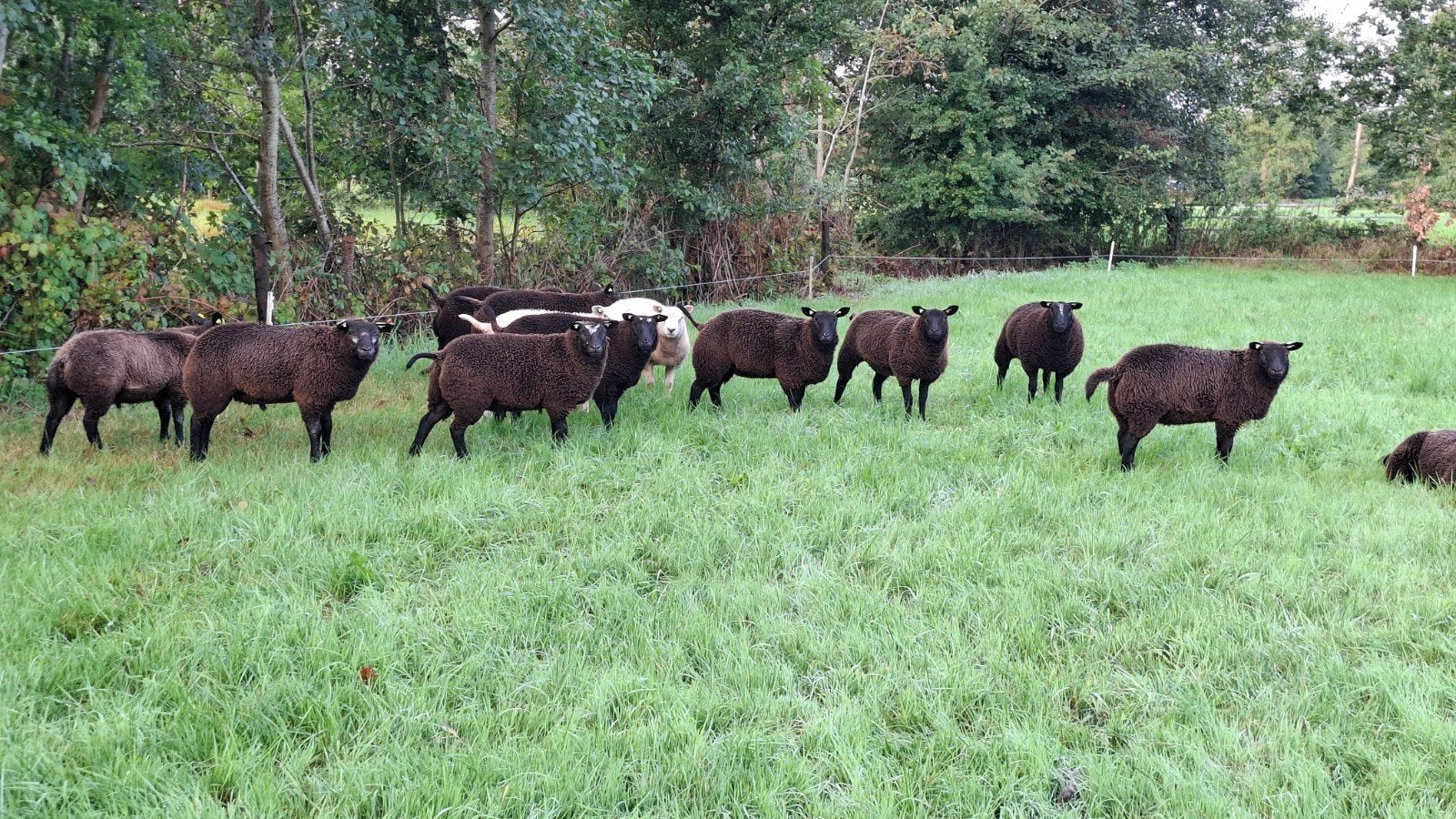 Dekrammen ARR/ARR Blauwe Texelaar x Bont, Dieren en Toebehoren, Mannelijk, Schaap, 0 tot 2 jaar