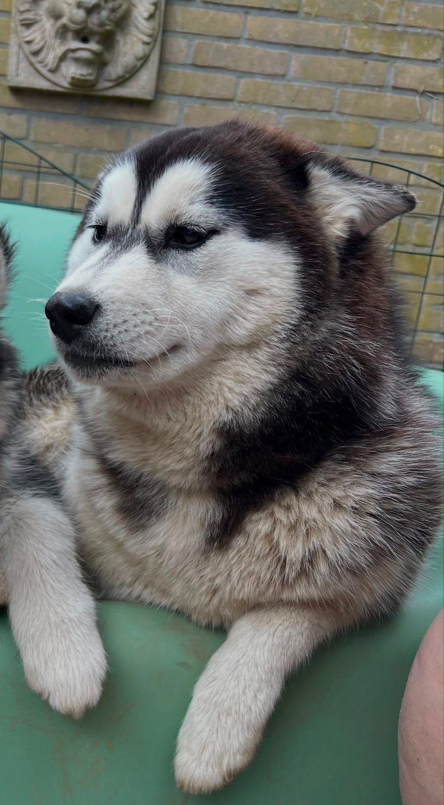 Siberische husky pup bleu, Parvo, Reu, 8 tot 15 weken, Poolhond