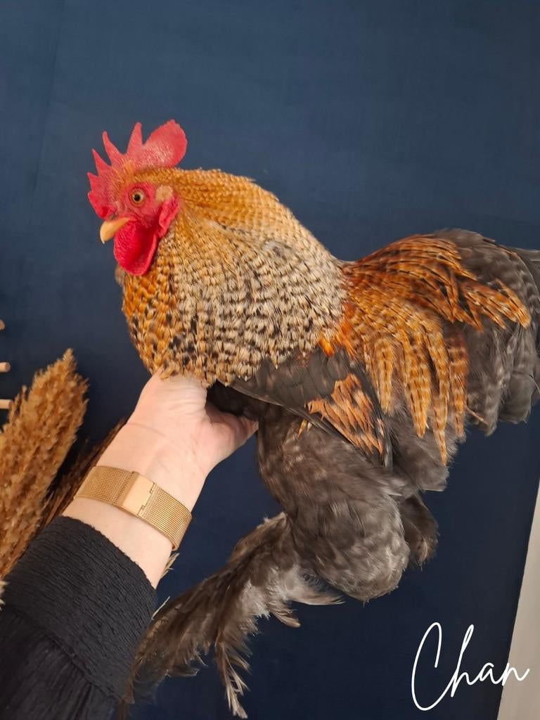 Broedeieren Cochin kriel, Geslacht onbekend, Kip