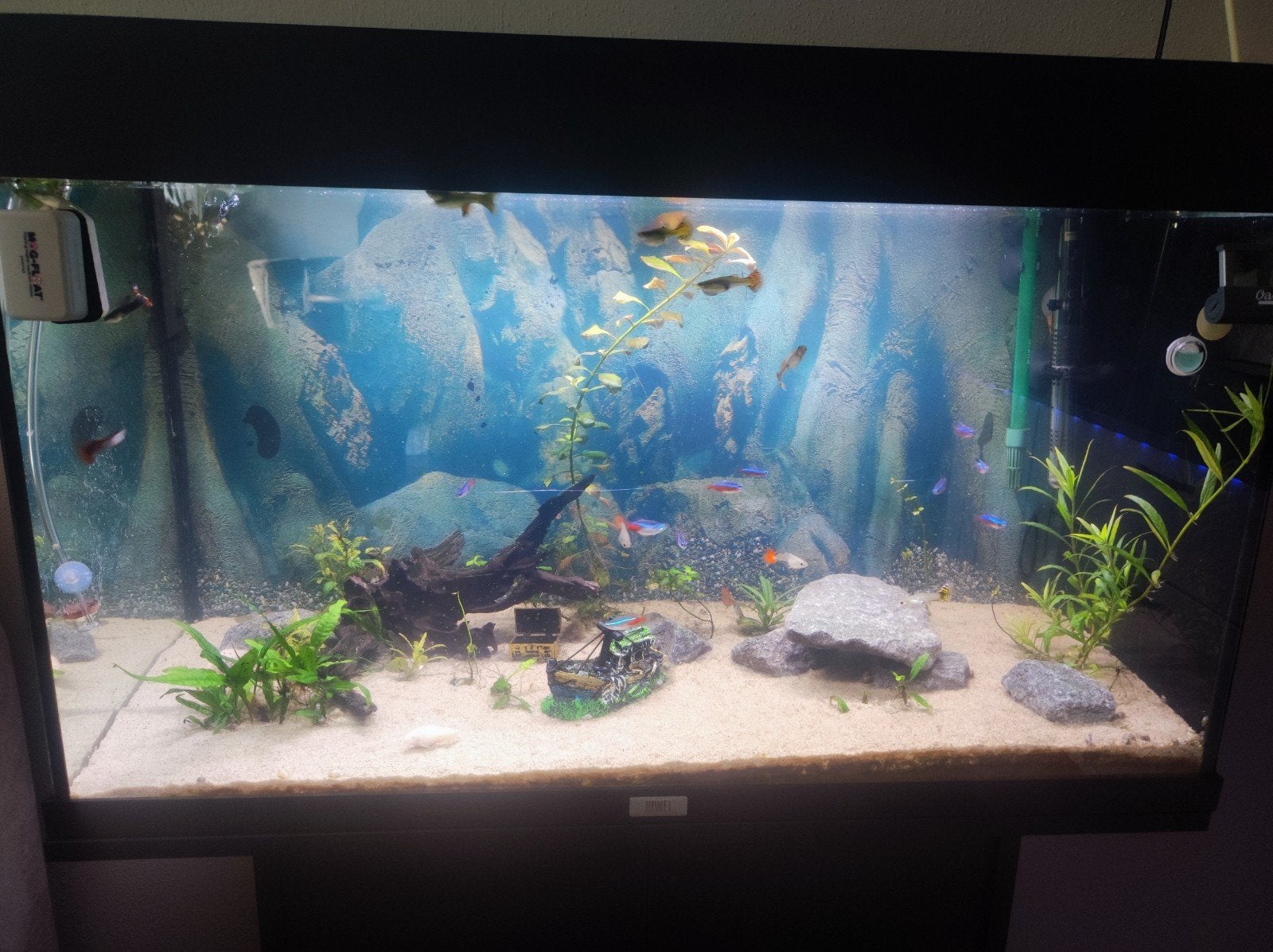 aquarium 125 liter 80 cm 40cm 50cm, Dieren en Toebehoren, Ophalen, Juwel, Inclusief deksel, Gevuld zoetwateraquarium