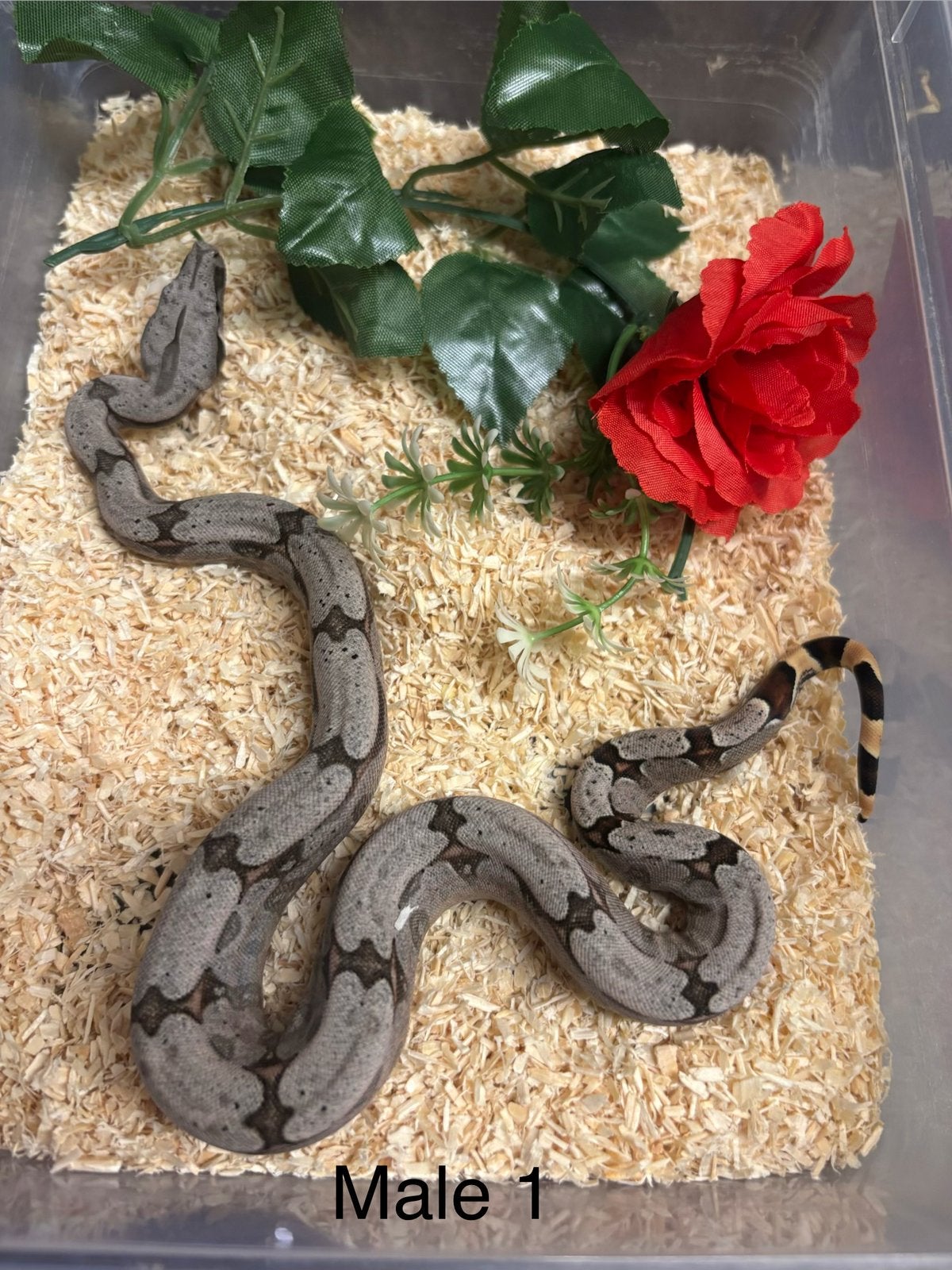 Baby amarali boa ‘26 Boa Constrictor photo 6