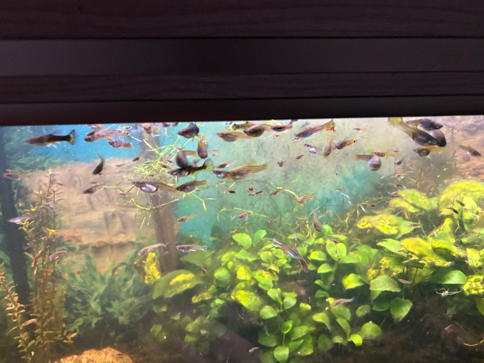 Guppies 10 voor 5,-, Dieren en Toebehoren