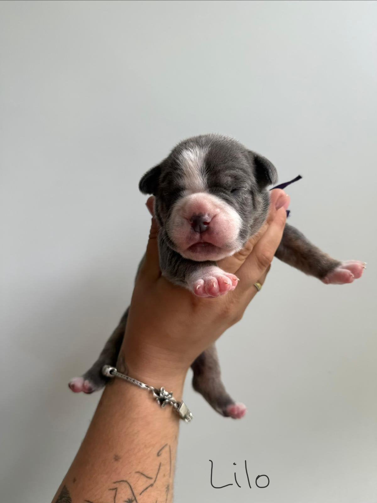 Old english bulldog pups.16 Augustus., Dieren en Toebehoren, Nederland, 8 tot 15 weken, Geslacht onbekend, Bulldog