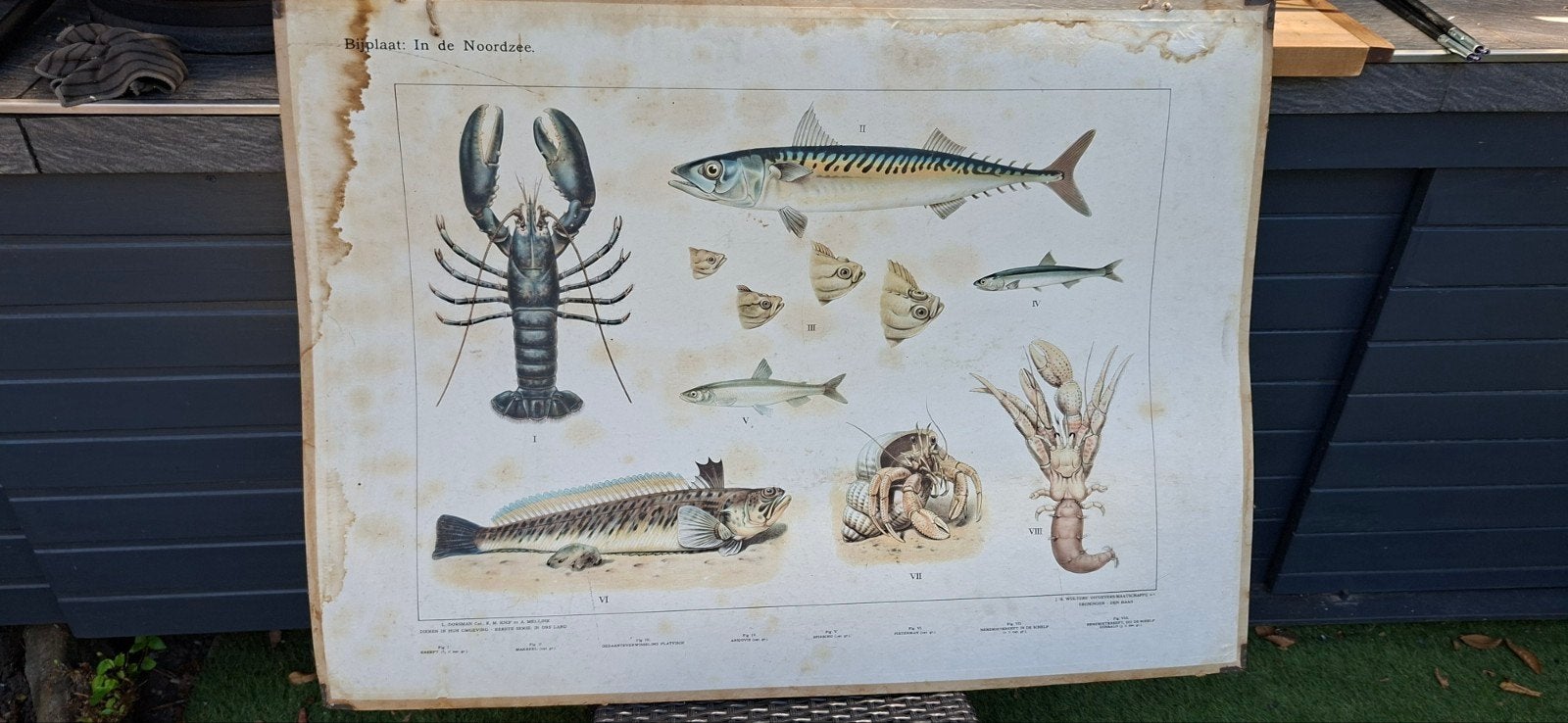 Vintage schoolplaat 'In het Duin' - Natuur en Biologie, Antiek en Kunst, Antiek | Schoolplaten, Ophalen, Natuur en Biologie