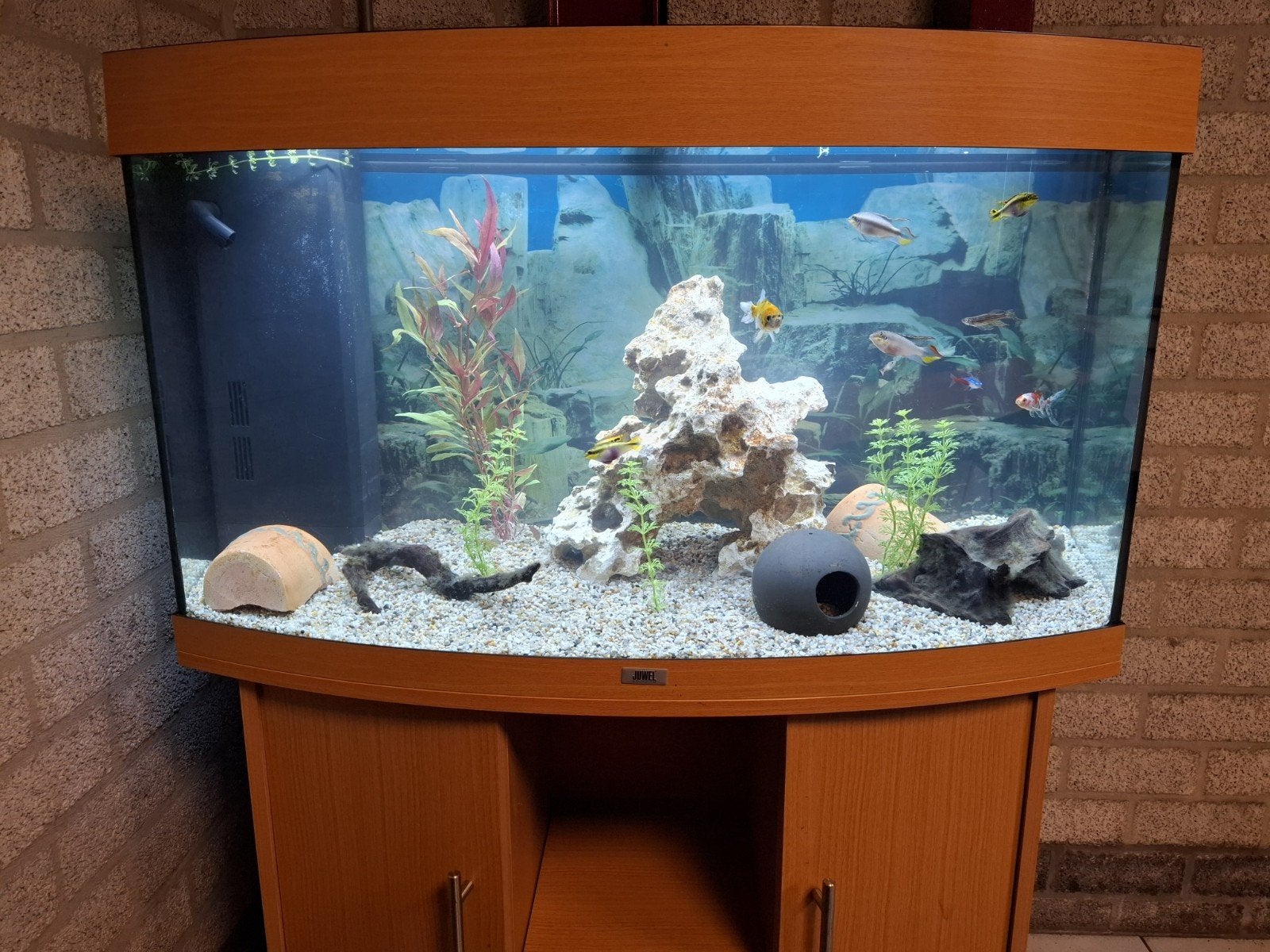 Juwel Aquarium Vision 180 Led 92x41x55 cm, Ophalen, Gevuld zoetwateraquarium