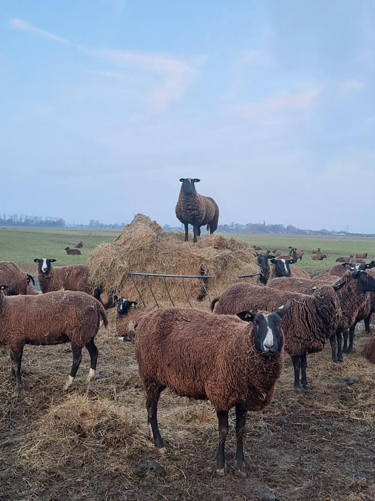Gratis schapenwol, Ophalen of Verzenden, Nieuw, Spinwol