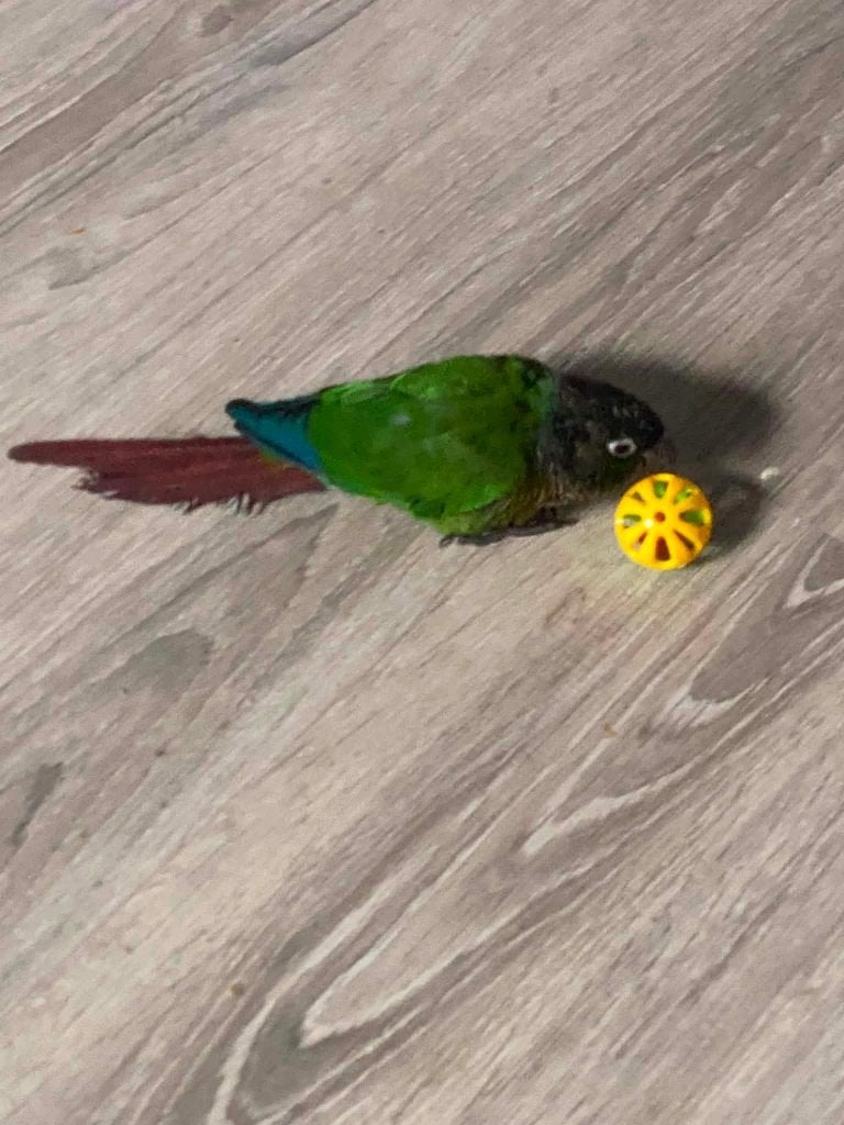 Een kleine Pyrrhura (man ), Dieren en Toebehoren, Vogels | Parkieten en Papegaaien, Mannelijk, Parkiet, Tam