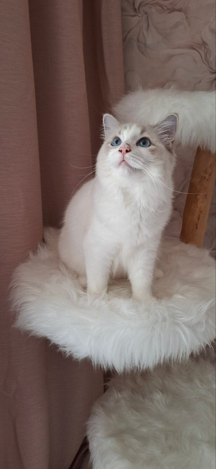ragdoll poes met stamboom