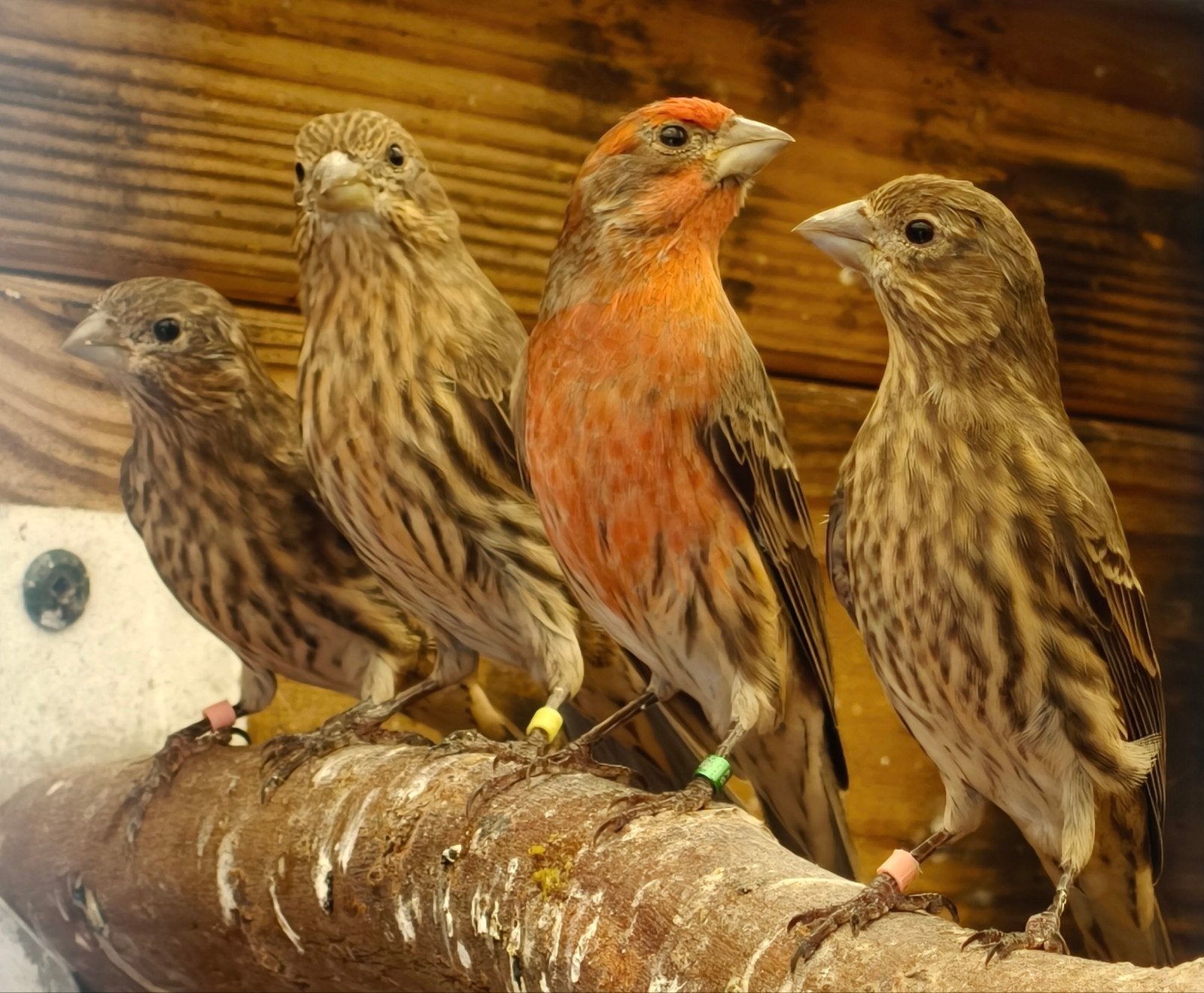 Mexicaanse roodmussen roodmus, Dieren en Toebehoren, Meerdere dieren