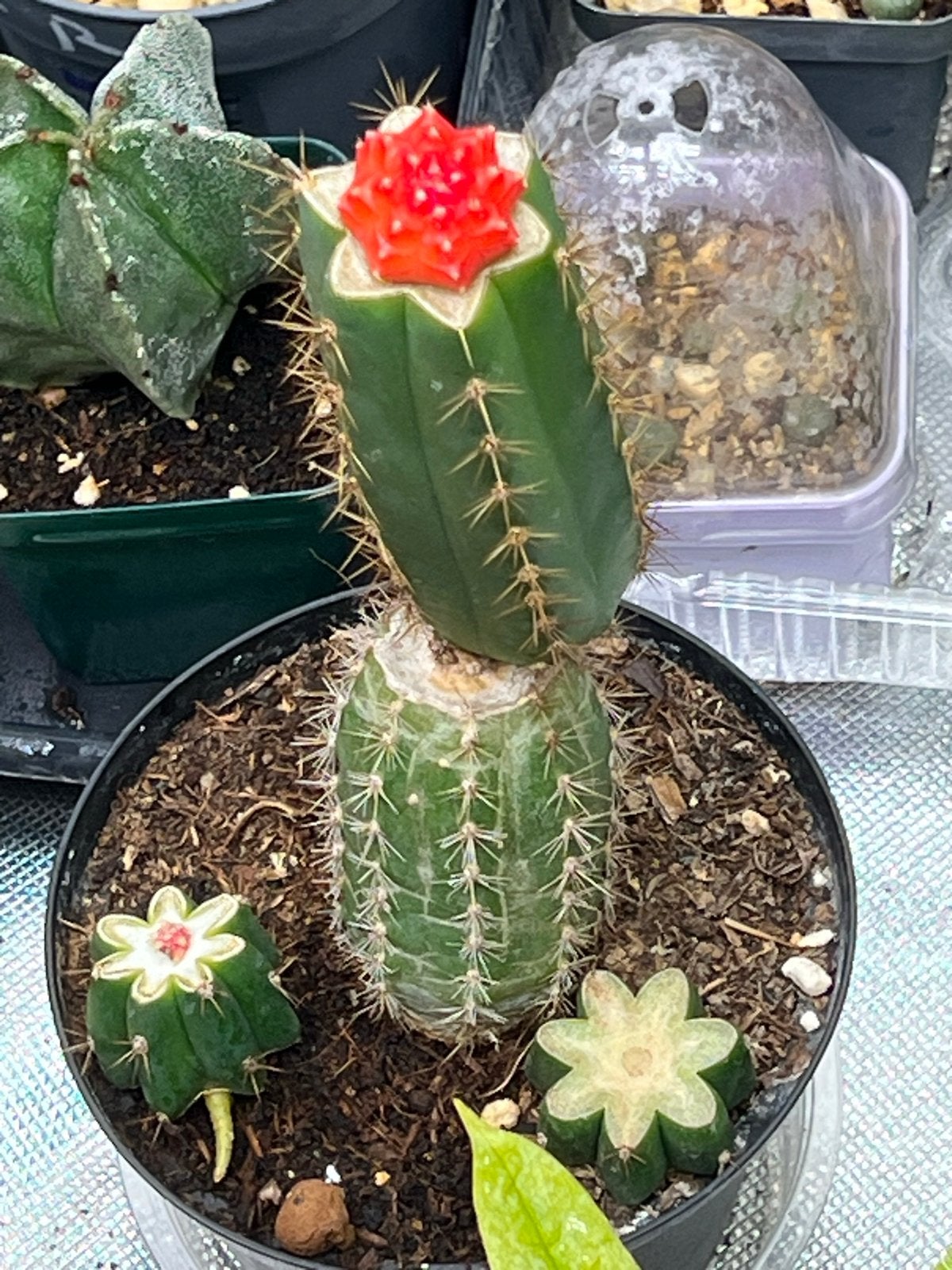 Gerafte Gymnocalycium Mihanovichii Cactus, Tuin en Terras, Overige soorten, Volle zon, Vaste plant, Ophalen of Verzenden