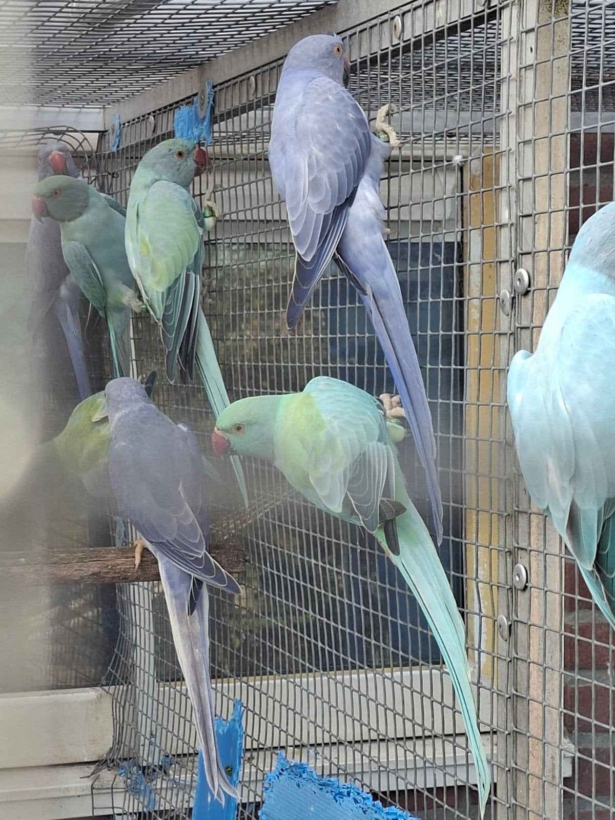 diverse jonge halsbanden niet tam, Dieren en Toebehoren, Meerdere dieren, Parkiet, Tam