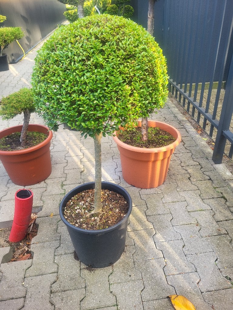 liguster op stam, Tuin en Terras, Planten | Bomen, Bloeit niet, Minder dan 100 cm, Ophalen, Volle zon