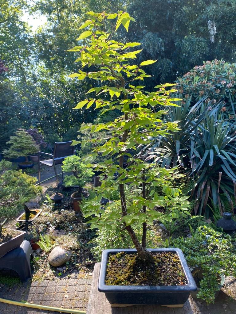 Zelkova bonsai tweestam sokan, Bloeit niet, Overige soorten, Minder dan 100 cm, Ophalen