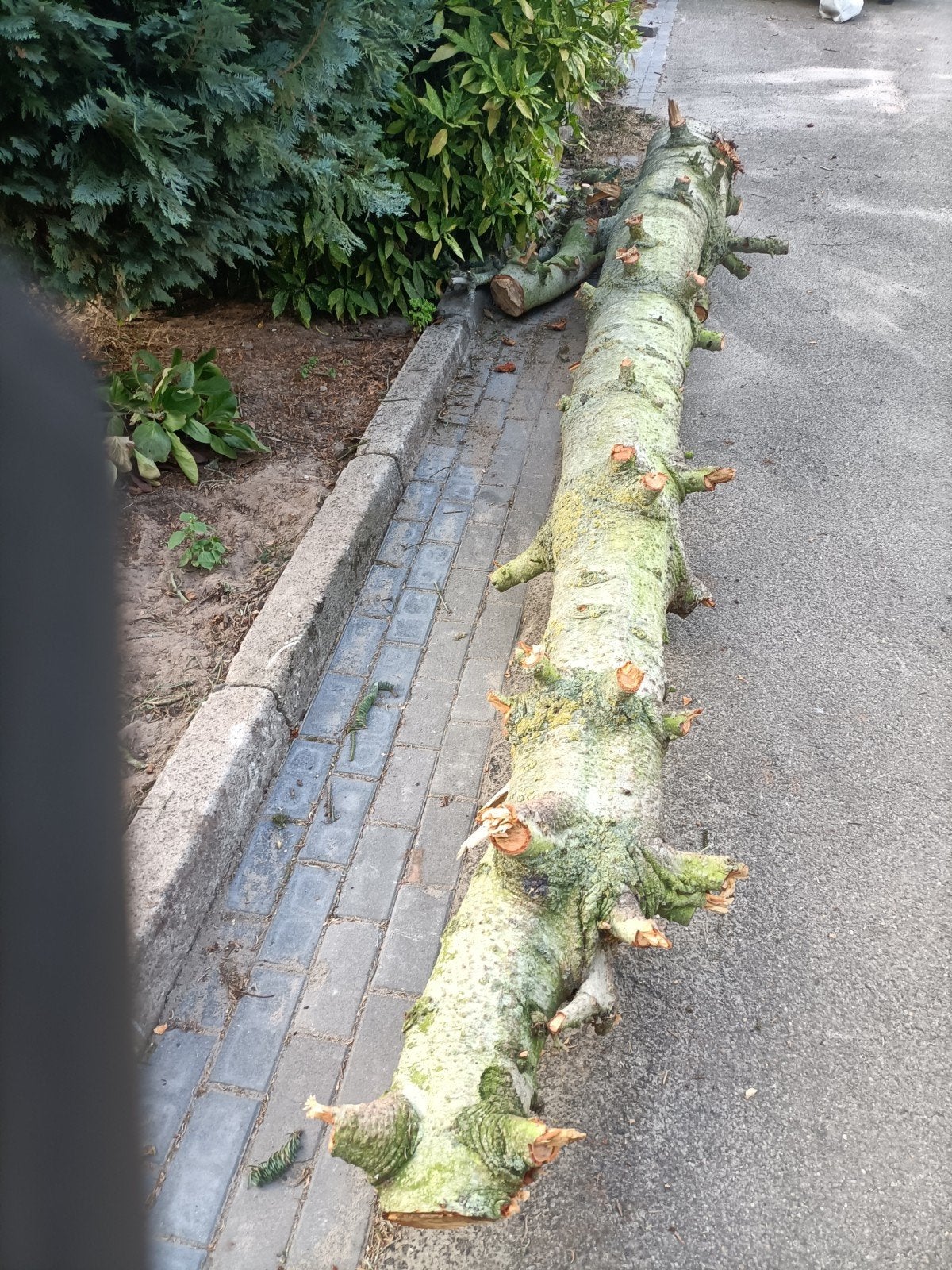 Haardhout GRATIS, Tuin en Terras, Ophalen, Bloeit niet, Volle zon, Overige soorten