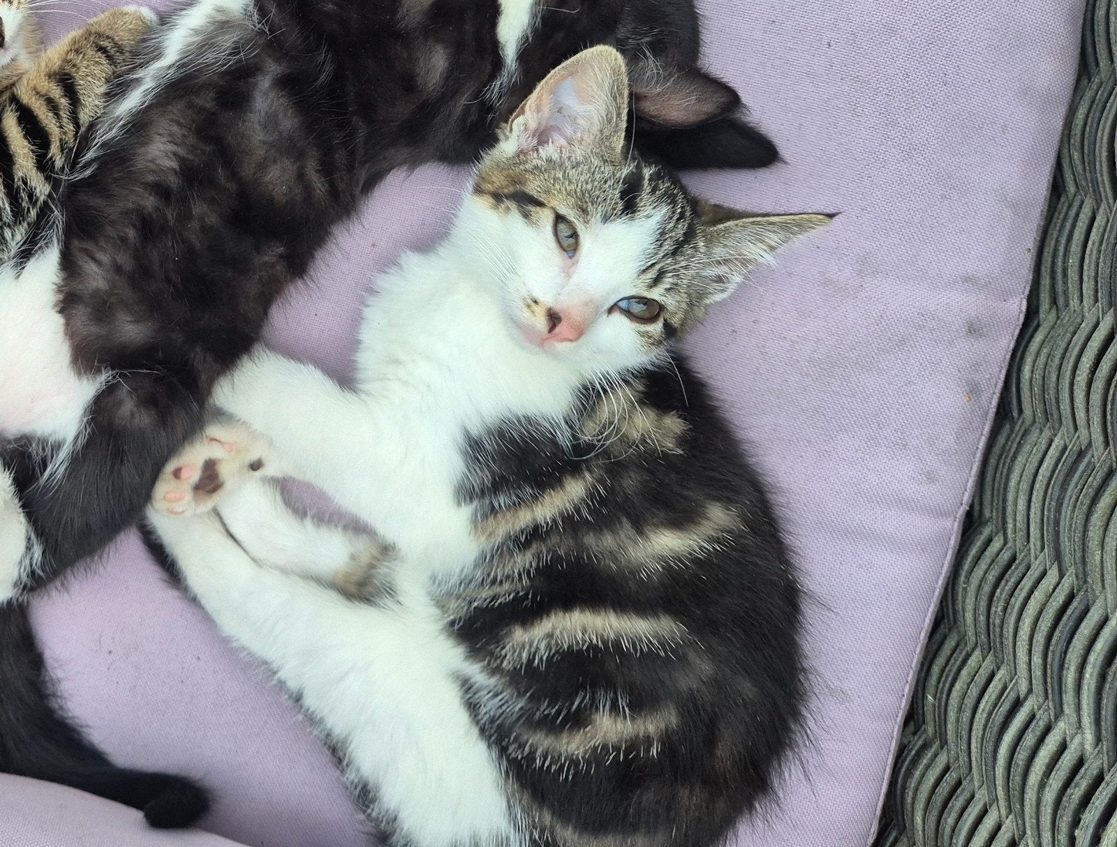 Poesje, 3 maanden oud, Poes