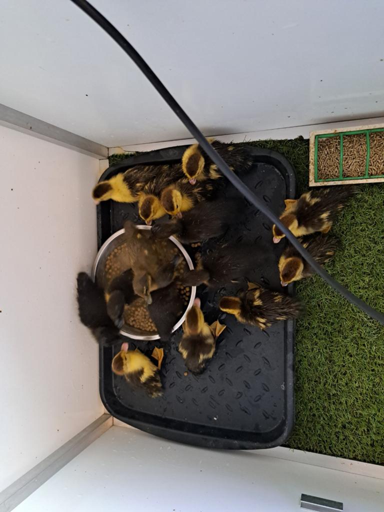 Indischeloopeend, Dieren en Toebehoren, Pluimvee, Geslacht onbekend, Eend