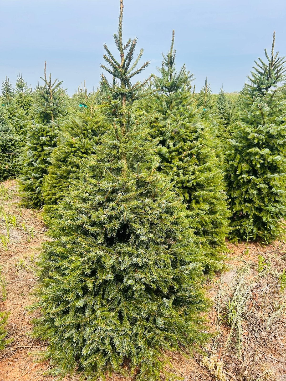Kerstbomen nordmann,omorika,fraseri ,blauwspar, Tuin en Terras, Planten | Bomen, Ophalen of Verzenden, Volle zon, Overige soorten