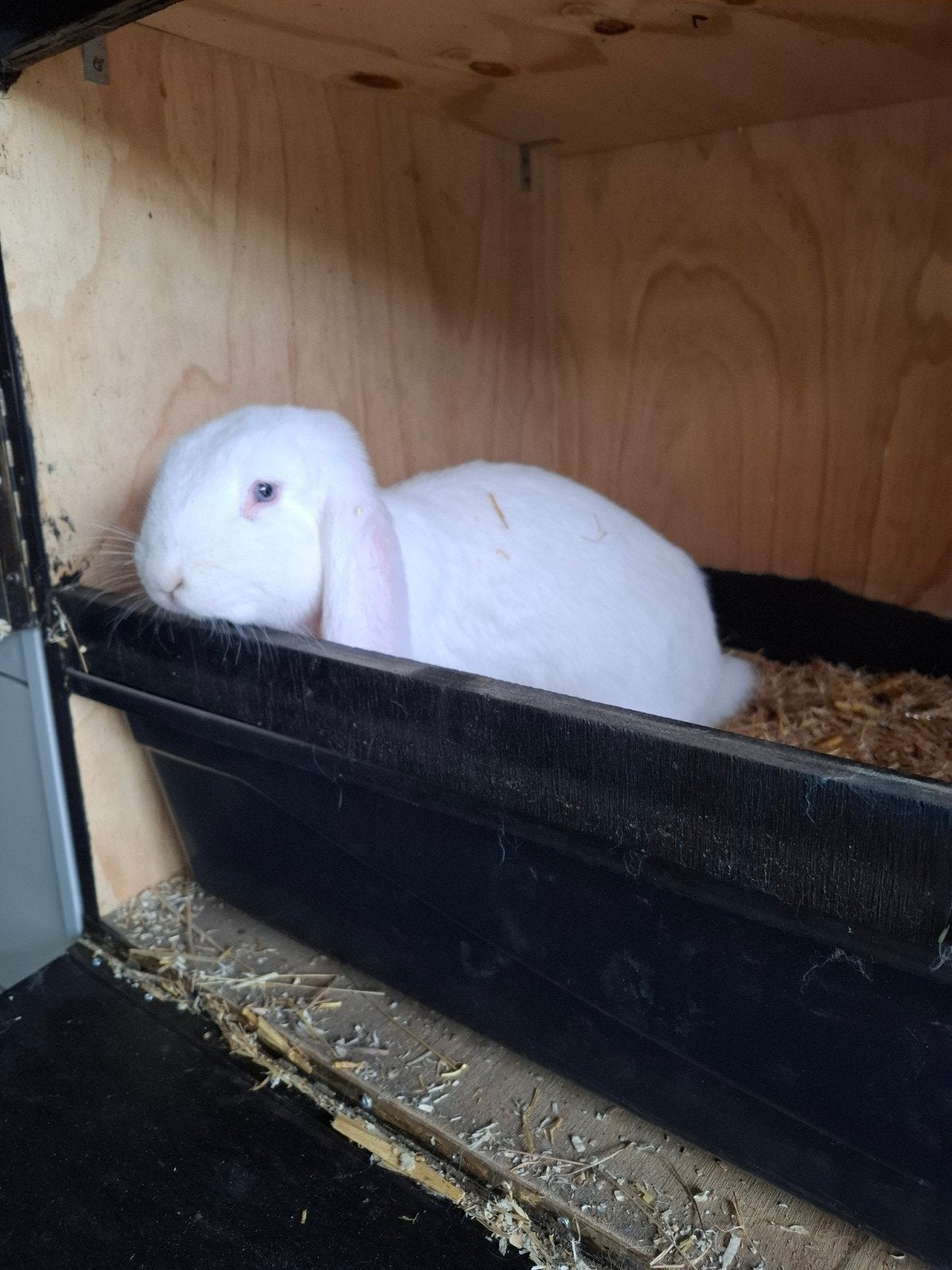 Franse hangoor ram raszuiver, Dieren en Toebehoren, Konijnen, Mannelijk, Groot, Hangoor