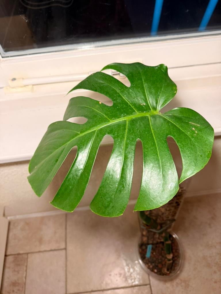 Monstera delisiosa, Ophalen, Halfschaduw, Minder dan 100 cm