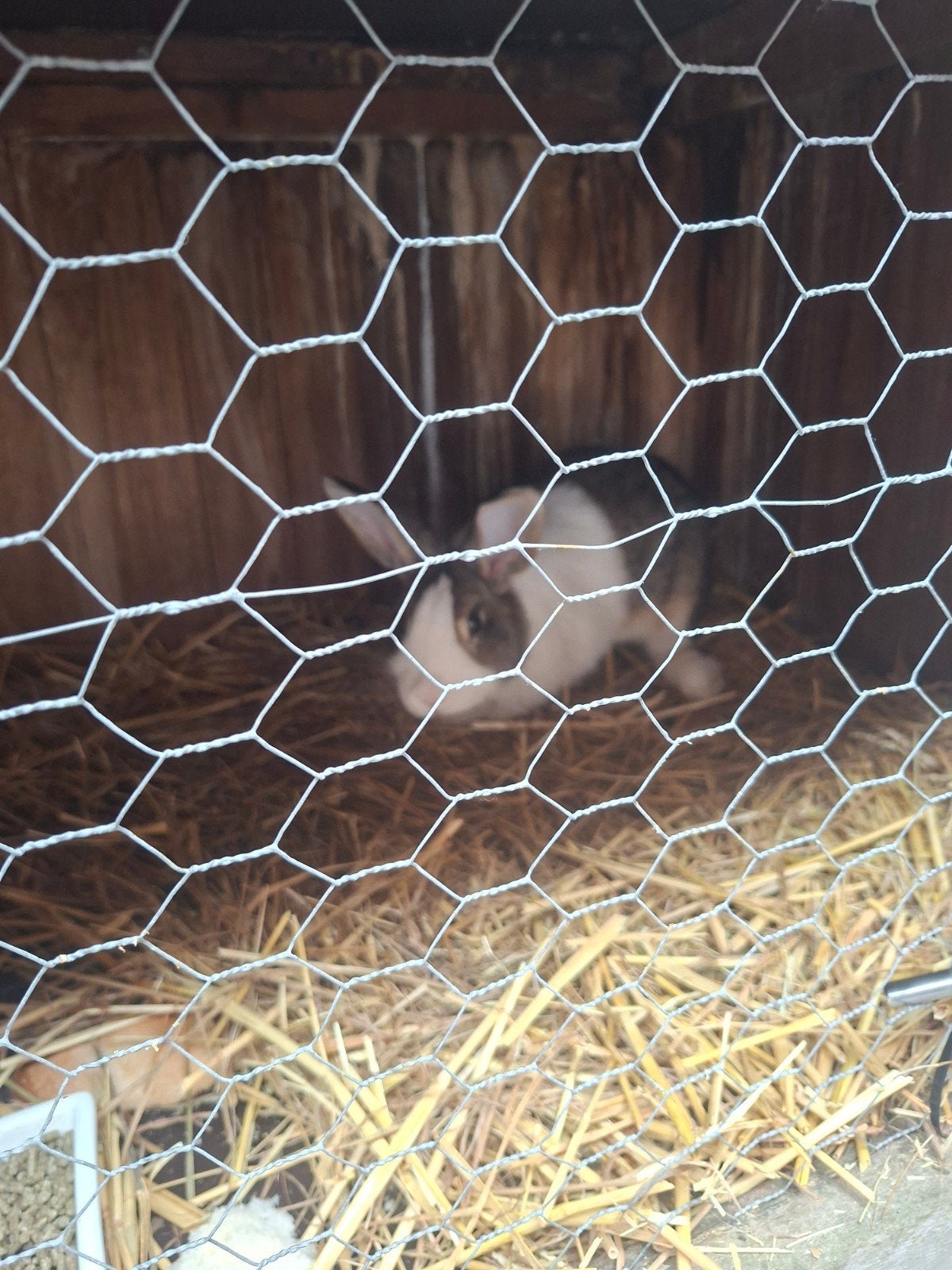 lief rammetje te koop 16 wk, Dieren en Toebehoren, Konijnen, Mannelijk, Dwerg