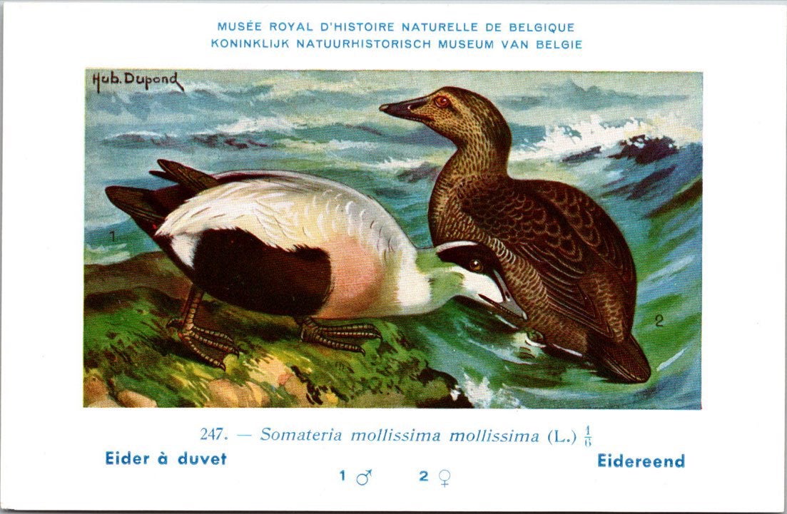 Eidereend / Common Eider – Nº 247 – (KBIN / IRSNB), Verzamelen, Verzenden, 1940 tot 1960, Ongelopen, Vogel