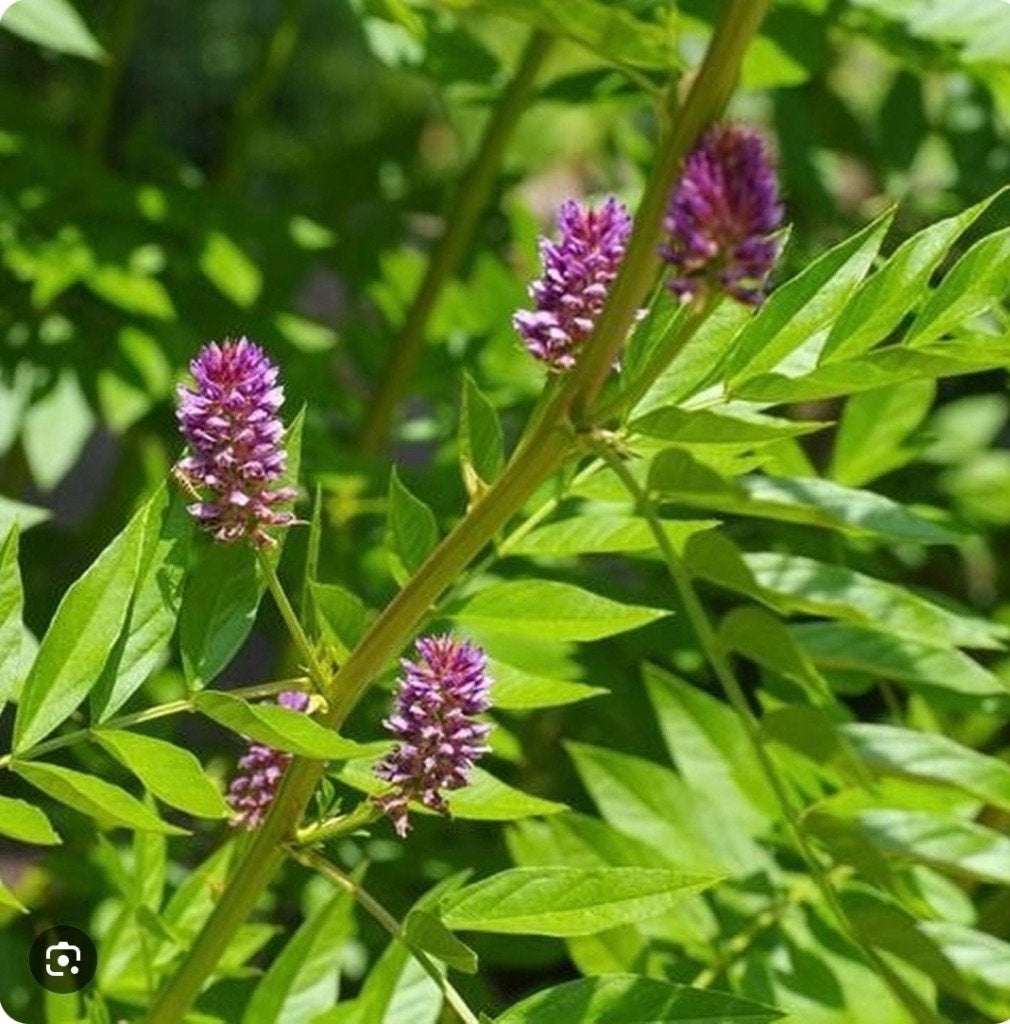 Zoethoutstekjes gevraagd, Glycerrhiza Gabra, Ophalen of Verzenden, Vaste plant, Overige soorten, Volle zon