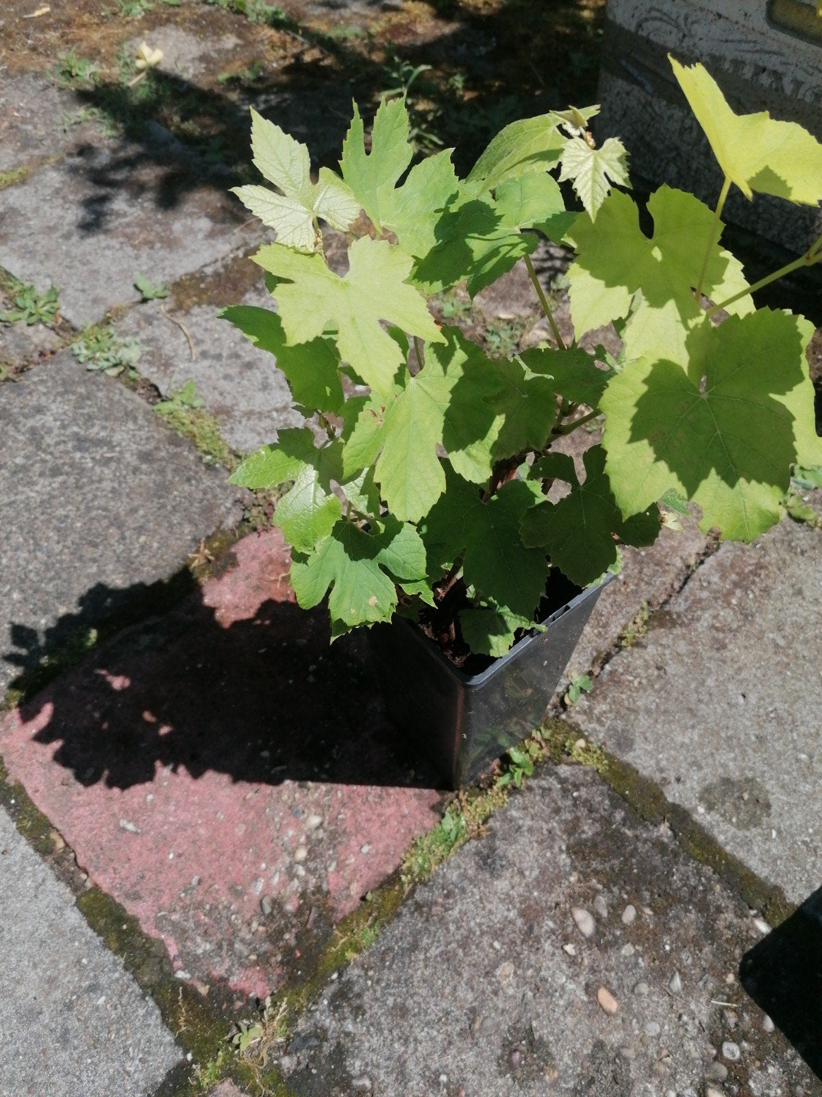 Blauwe druif, Ophalen, Minder dan 100 cm, Overige soorten, Zomer