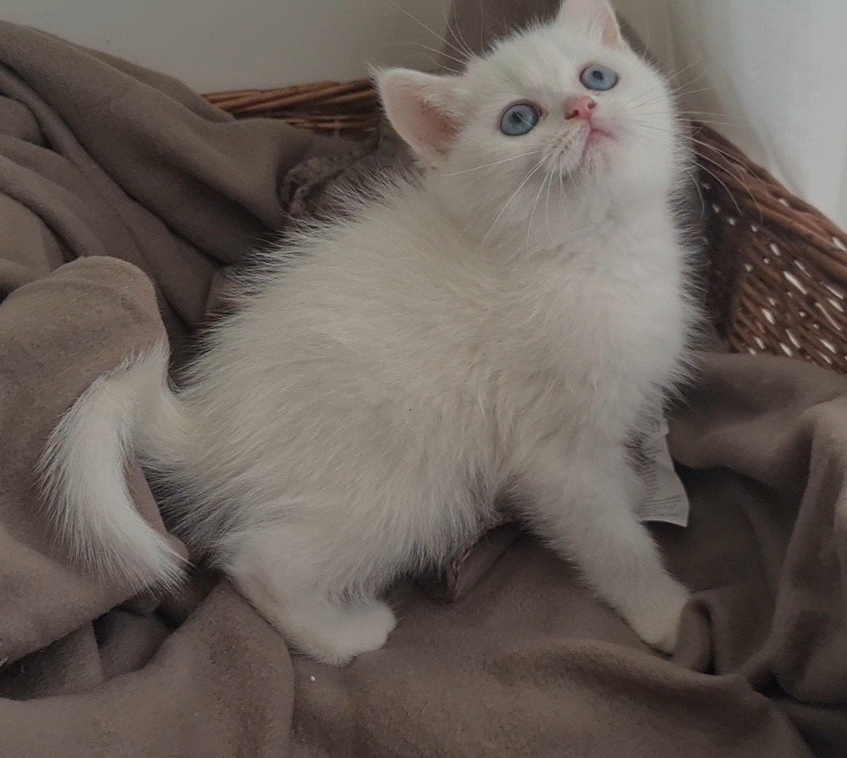 Britse met ragdoll kittens katertje, Meerdere dieren