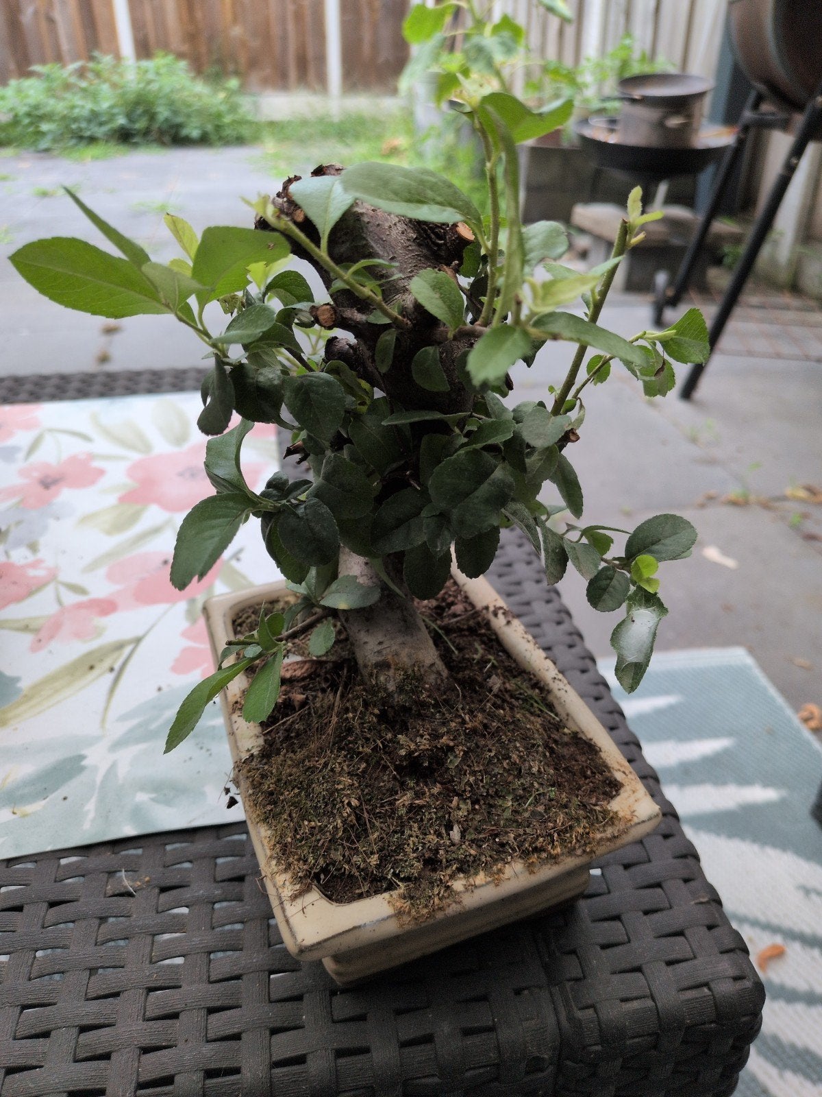 Prachtige Bonsai Boom - Ideaal voor Binnen en Buiten, Ophalen of Verzenden