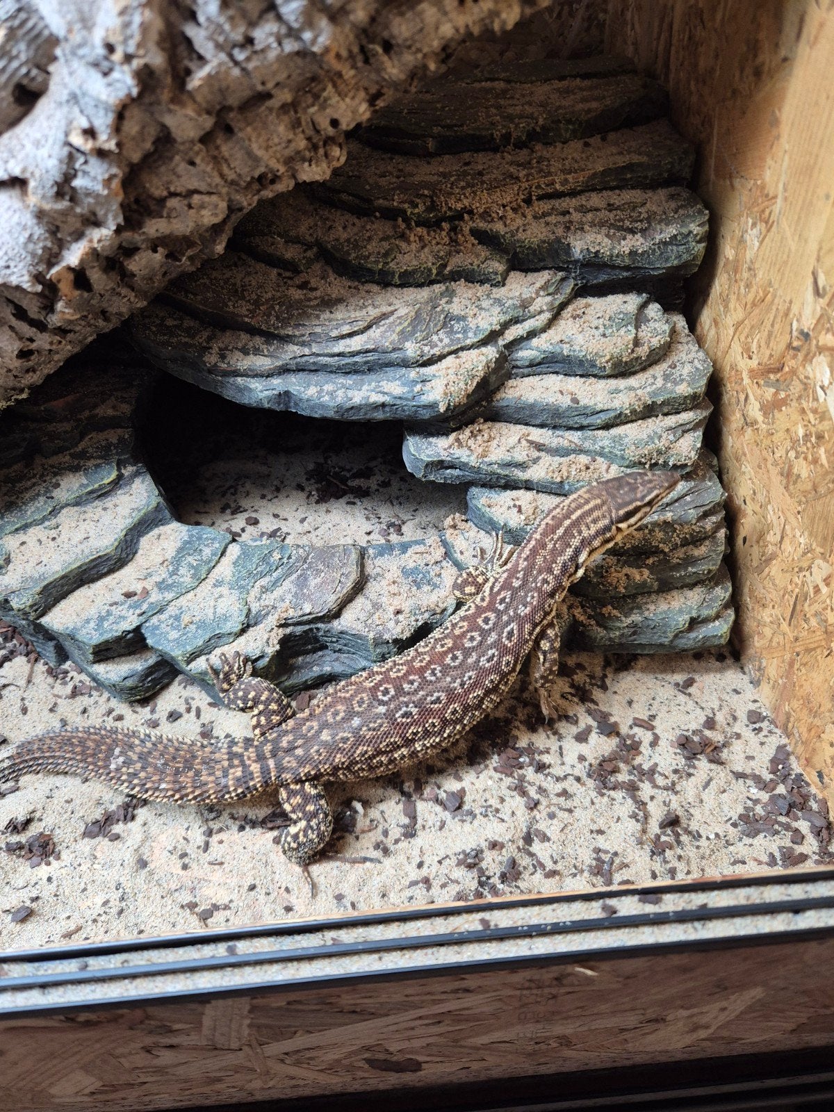 Super tamme yellow ackie zoekt nieuw huisje, Ophalen