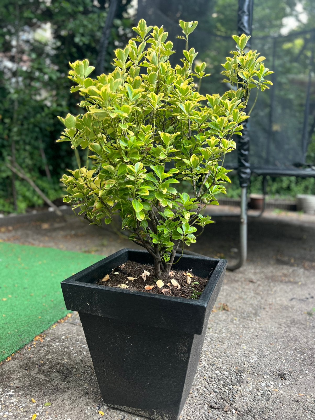 Bonte Kardinaalsmuts (Euonymus japonicus), Tuin en Terras, Planten | Bomen, Ophalen, Bloeit niet, Overige soorten, 100 tot 250 cm
