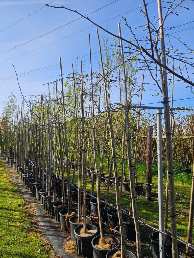 Treuriepen Ulmus Camperdownii/Horizontalis 180/200 cm stam, In pot, Halfschaduw, 100 tot 250 cm, Overige soorten