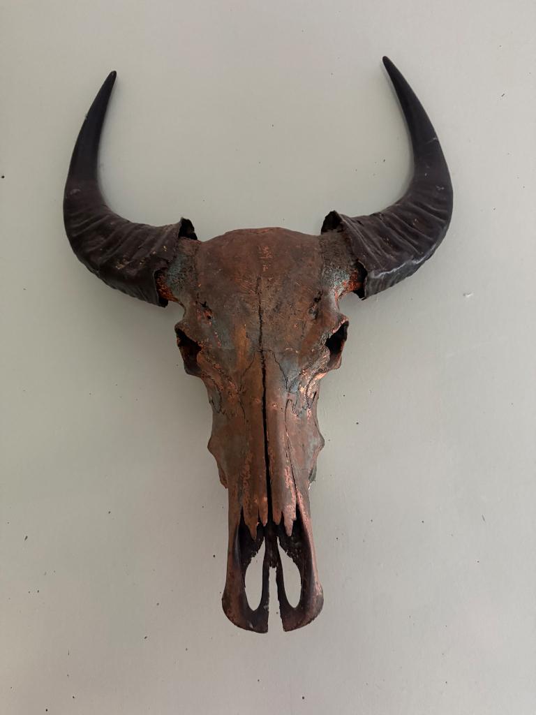 longhorn skull, Ophalen, Decoratieobject, 56 cm, Zo goed als nieuw