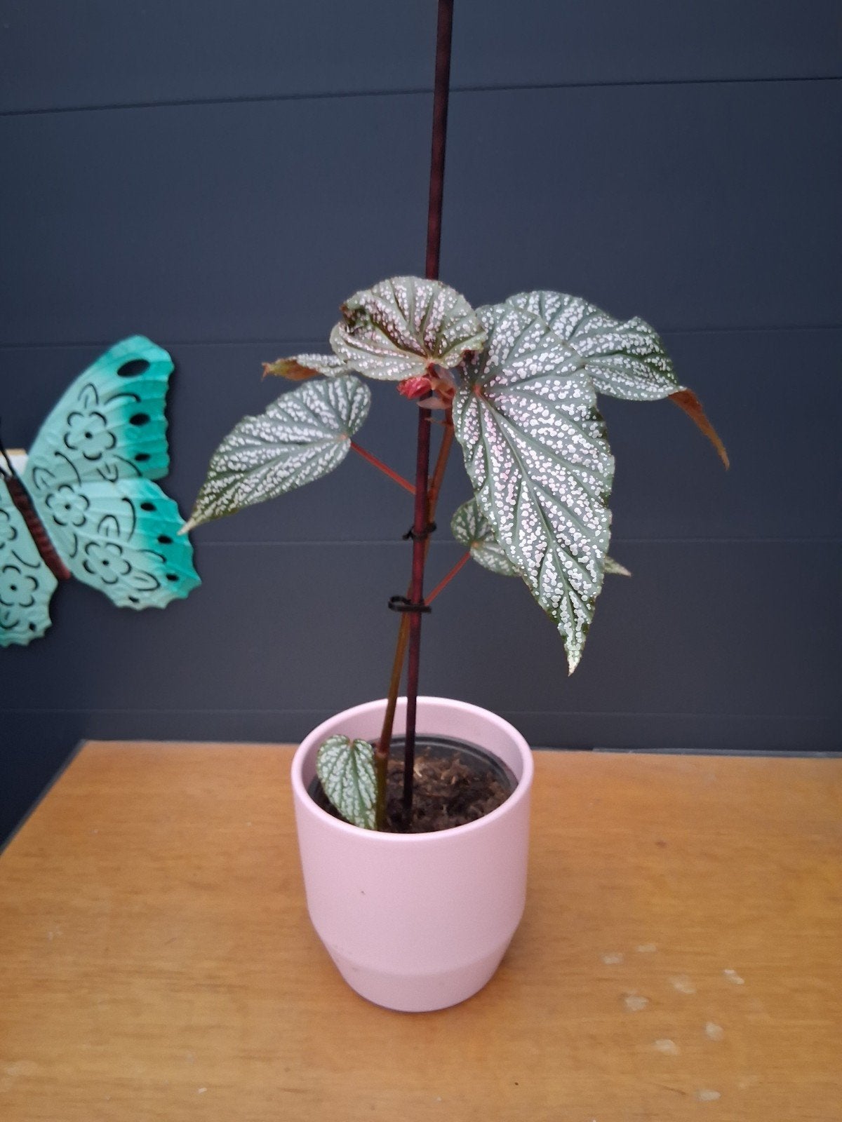 Begonia Maculata  in roze pot, Ophalen, Overige soorten, Halfschaduw, In pot