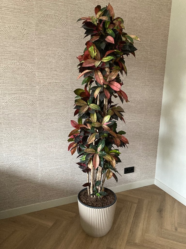 Codiaeum kamerplant 210 hoog incl pot, Ophalen, 200 cm of meer, Overige soorten, Halfschaduw
