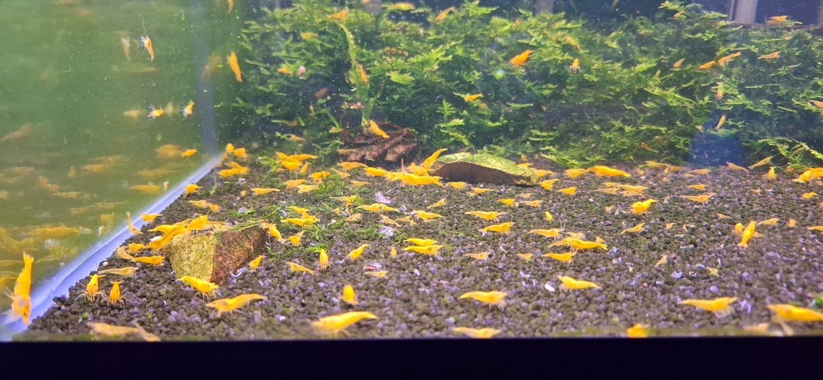Citroen Yellow Fire Neocaridina garnalen kraanwater, Kreeft, Krab of Garnaal