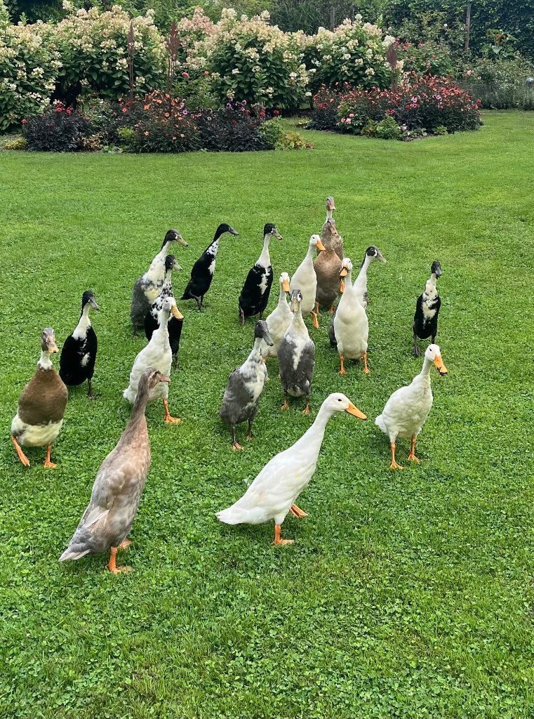 Loopeenden gratis, Dieren en Toebehoren, Pluimvee, Mannelijk, Eend