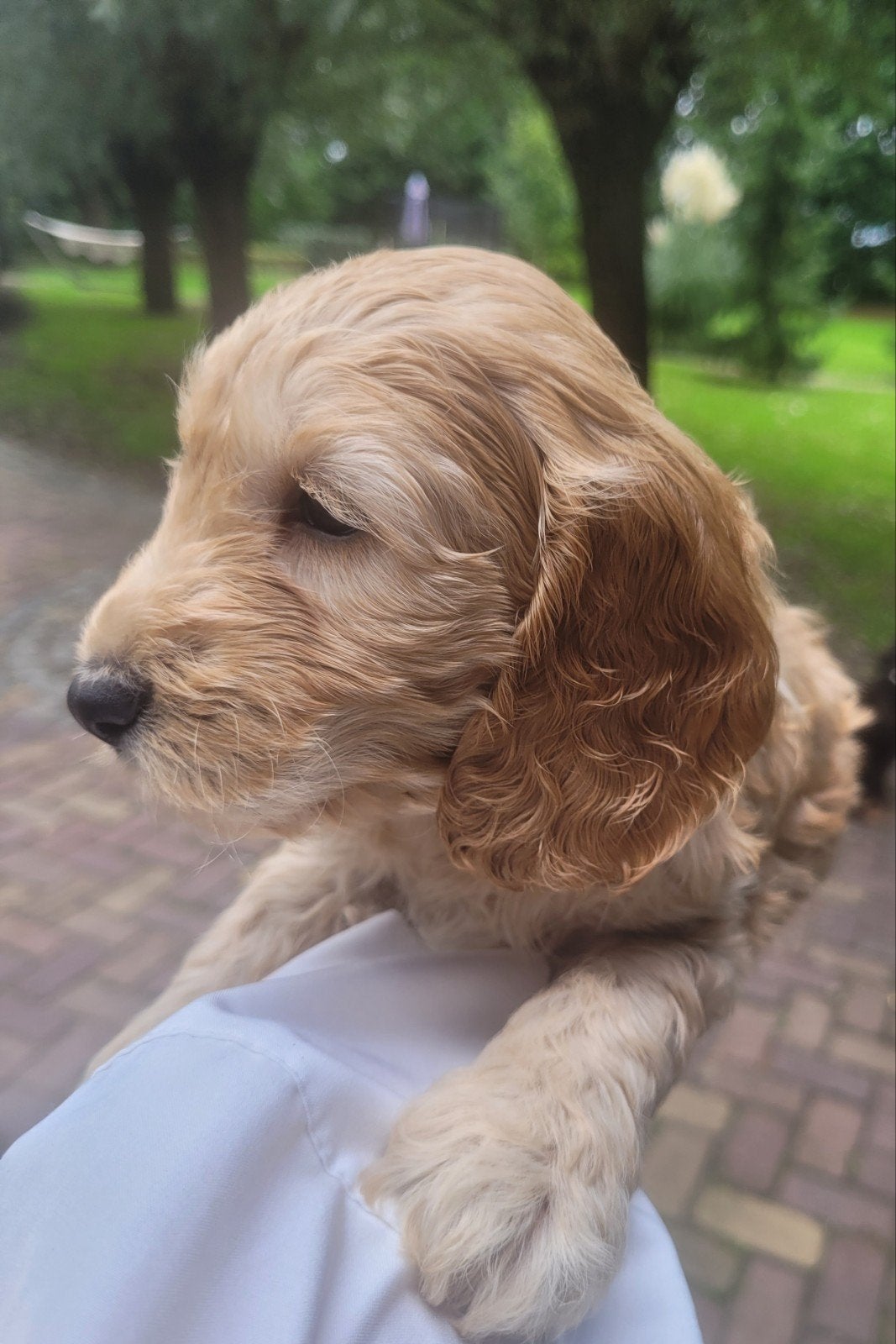 Cockapoo F1 pup 6,5 week nog 1 REUTJE BEIDE OUDERS GETEST, Dieren en Toebehoren, Reu, 8 tot 15 weken, Meerdere, Nederland