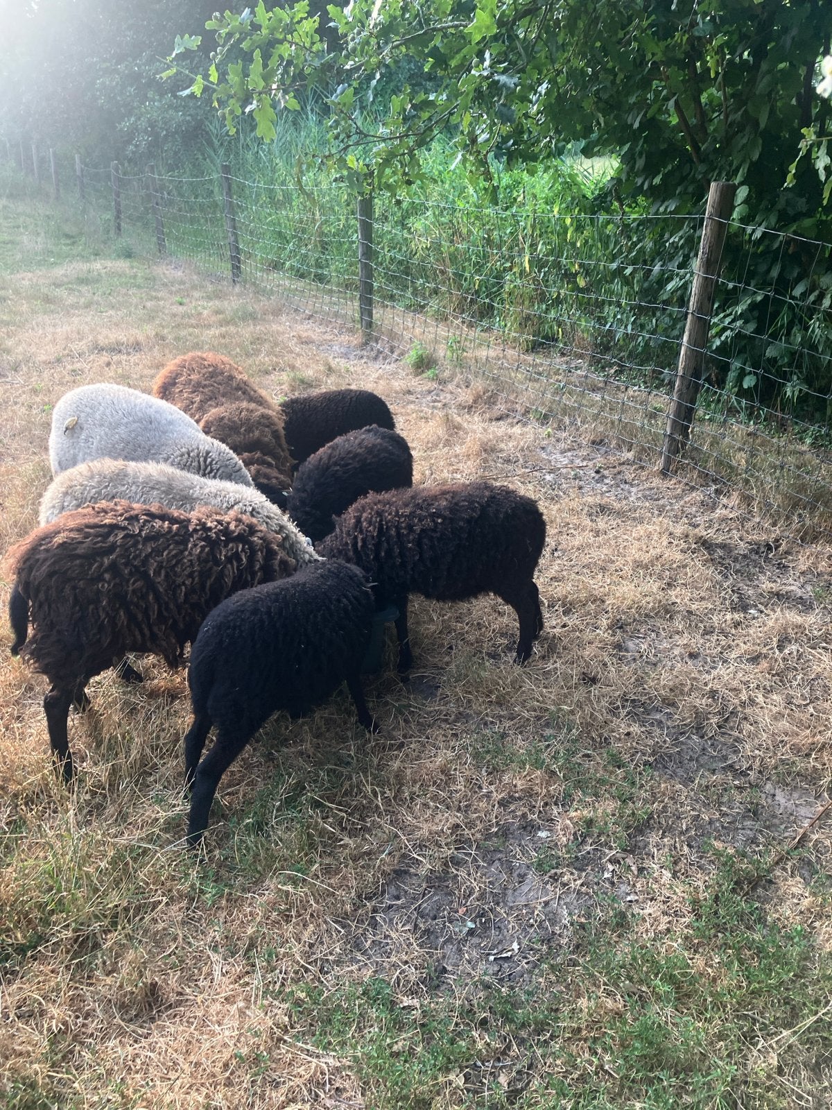 Oussant schaapjes, Meerdere dieren, Schaap, 0 tot 2 jaar